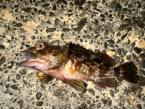 ガシラの釣果