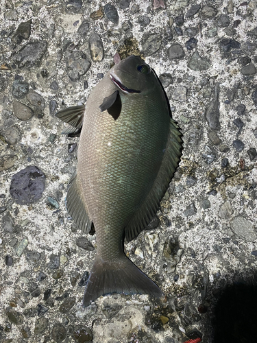 オナガグレの釣果