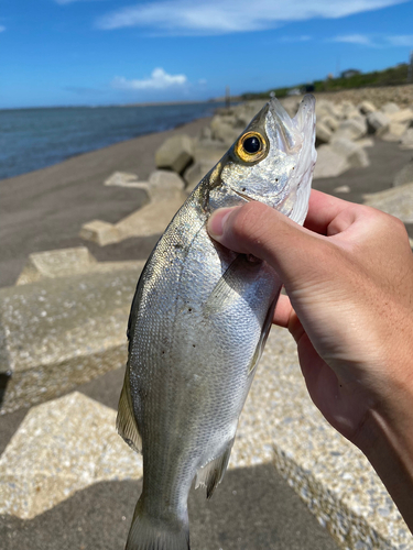 セイゴ（マルスズキ）の釣果