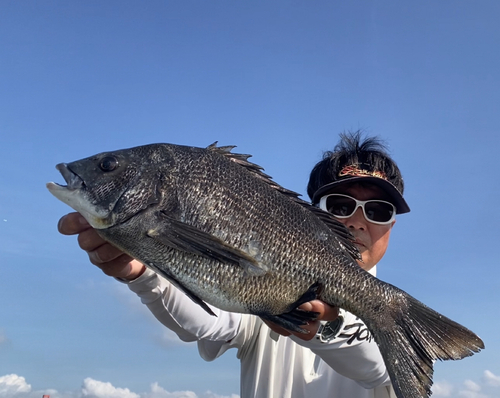 チヌの釣果