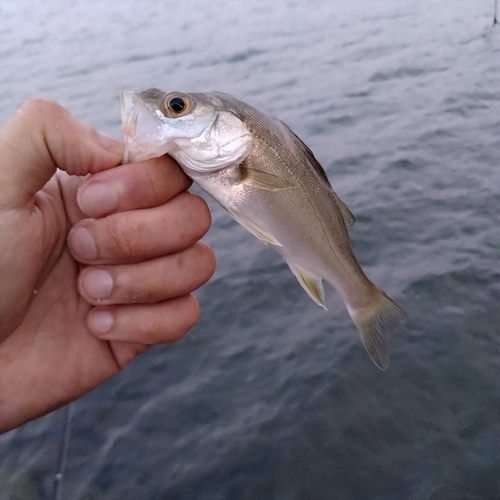 セイゴ（ヒラスズキ）の釣果