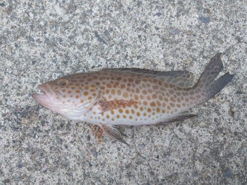 オオモンハタの釣果