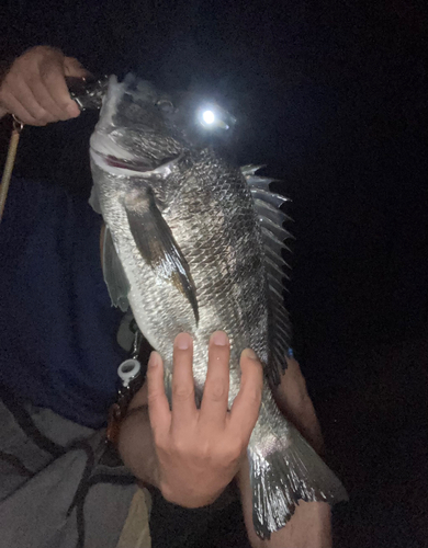 クロダイの釣果