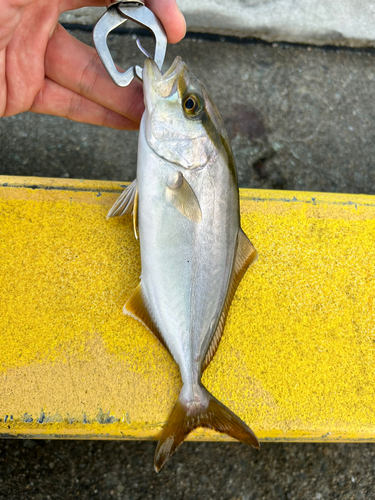 ショゴの釣果