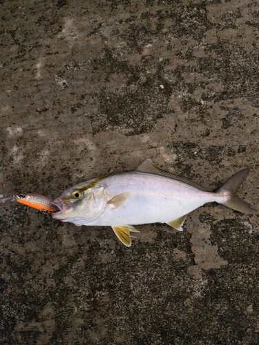 ショゴの釣果