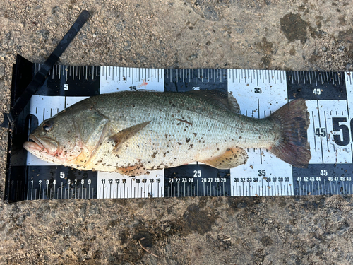 ブラックバスの釣果