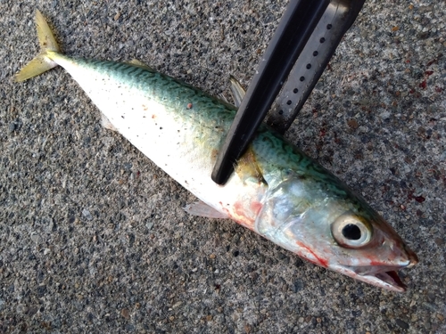 サバの釣果