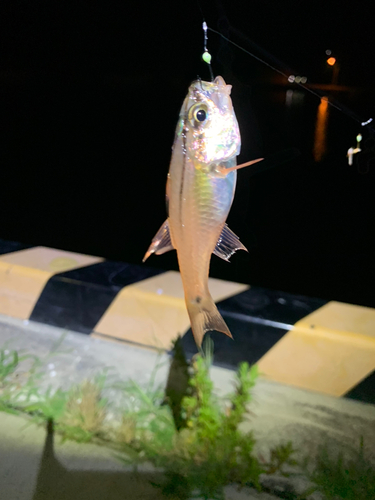 ネンブツダイの釣果