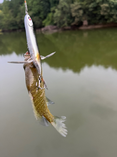 ブルーギルの釣果