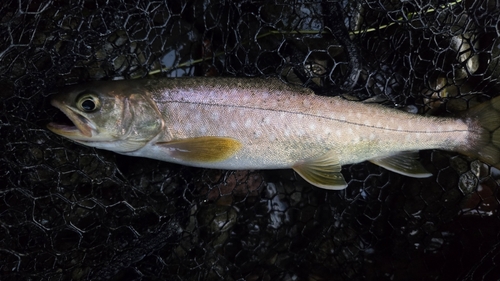 アメマスの釣果