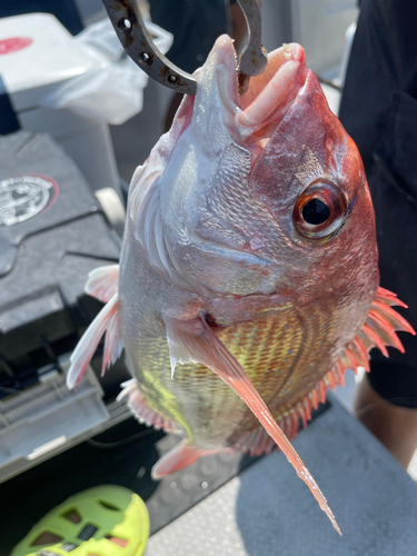 マダイの釣果