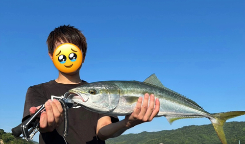 メジロの釣果