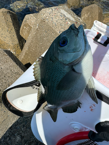 グレの釣果