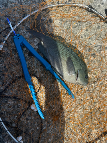 グレの釣果