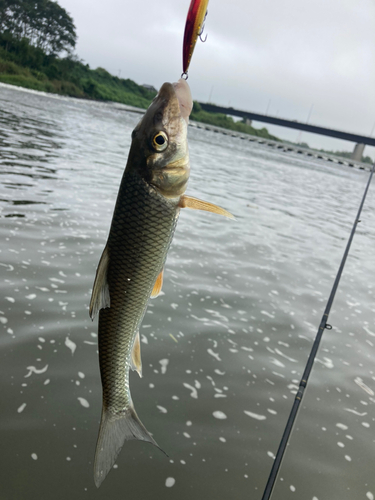 ニゴイの釣果