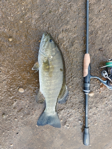 スモールマウスバスの釣果