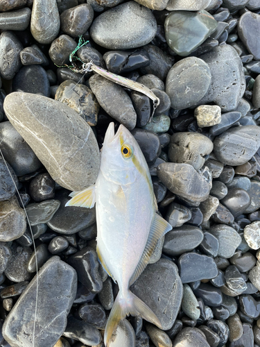 カンパチの釣果