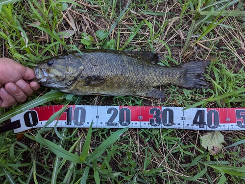 スモールマウスバスの釣果