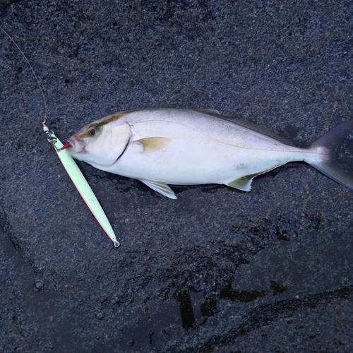 ショゴの釣果