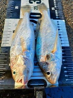 イシモチの釣果