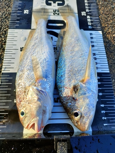 イシモチの釣果