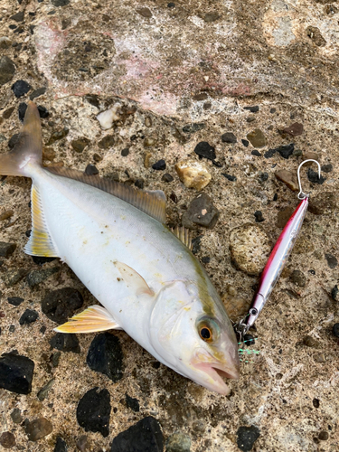 シオの釣果