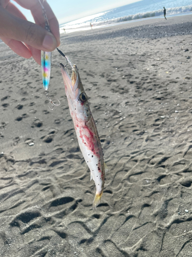 カマスの釣果