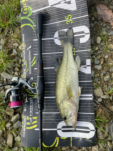 ブラックバスの釣果