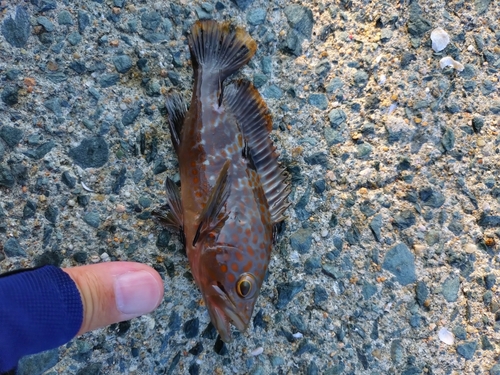 キジハタの釣果