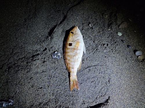 カマスの釣果