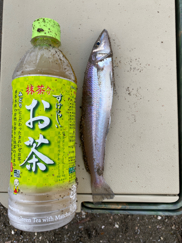 キスの釣果