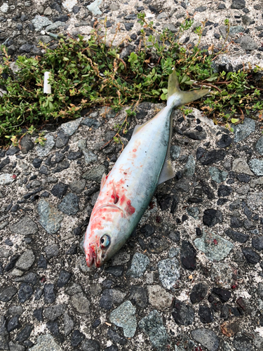 ツバスの釣果