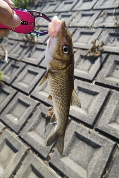 ニゴイの釣果