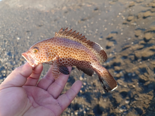 オオモンハタの釣果