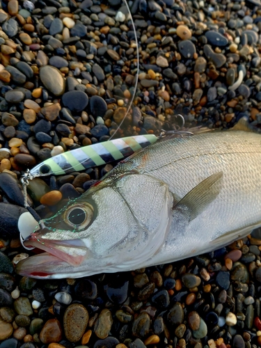 ヒラスズキの釣果