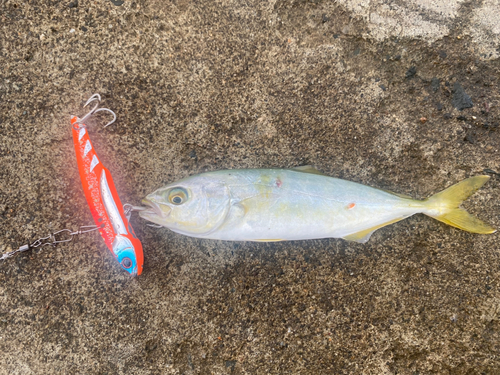 ワカシの釣果