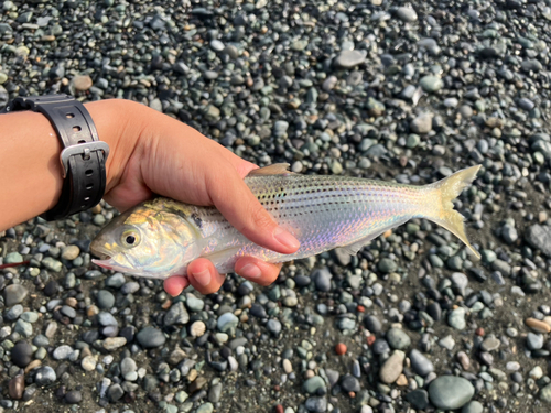 コノシロの釣果