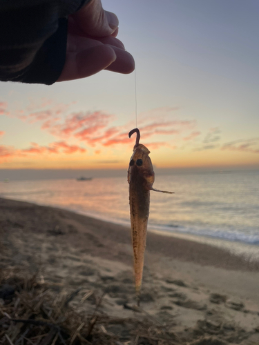 キスの釣果