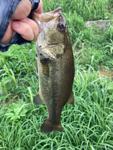 ラージマウスバスの釣果