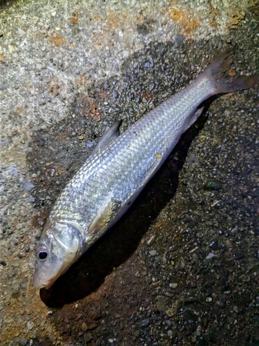 ニゴイの釣果