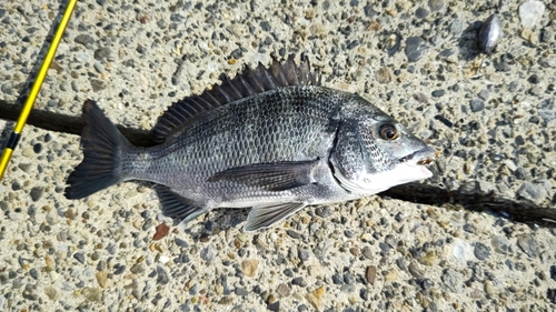 クロダイの釣果