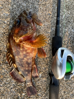 カサゴの釣果