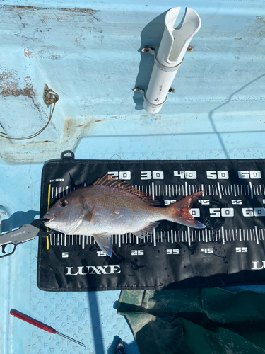 マダイの釣果