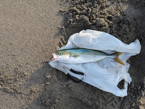 ワカシの釣果