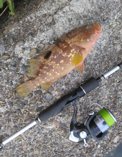 アコウの釣果