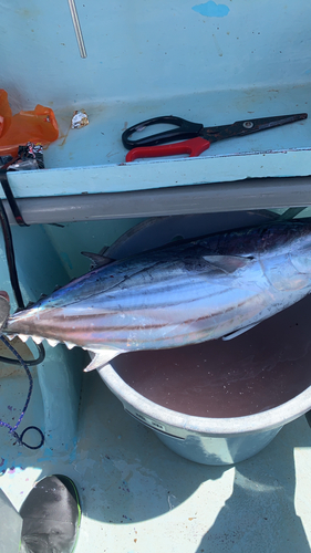 カツオの釣果