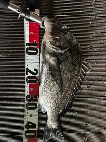 クロダイの釣果