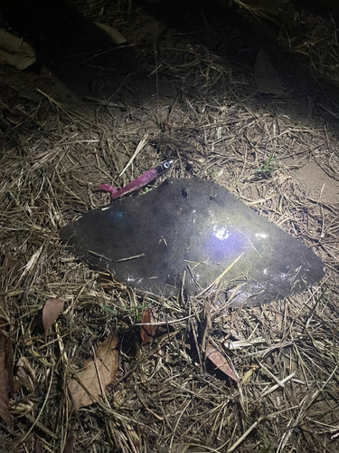 ツバクロエイの釣果