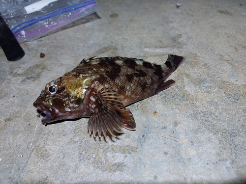 カサゴの釣果