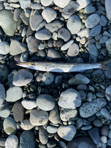 カマスの釣果